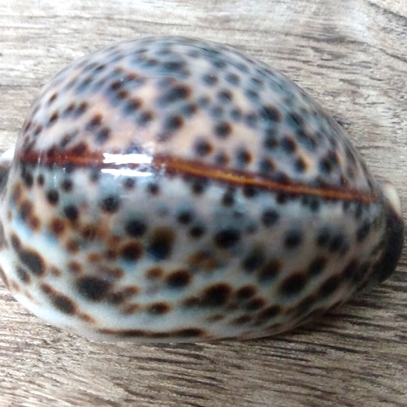 Shell 🐚 Mini - Picture 2 of 4